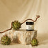 Shea Butter, whipped cream and melt directly on your skin. 100% Organic.